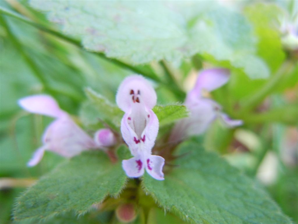 Fiorellini da identificare - Lamium purpureum